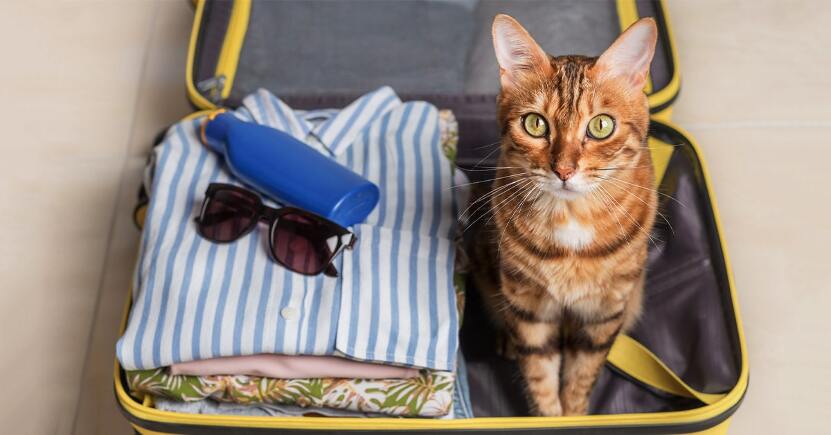 Gatto: portarlo in vacanza o tenerlo a casa? Ecco i consigli per ogni esigenza