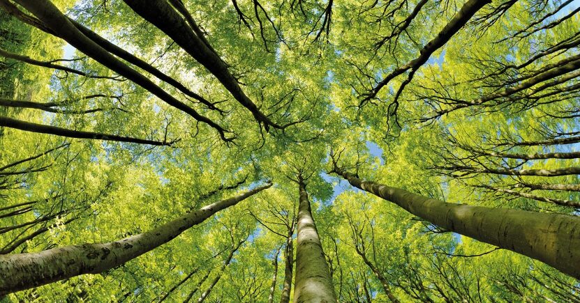 Gli alberi nella tua vita