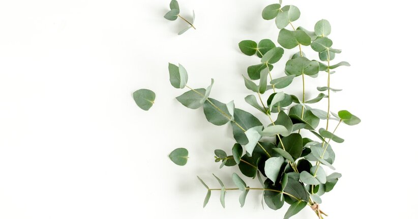 Il Bene Nascosto dell’Eucalipto, benefici e utilizzi dell’Olio Essenziale di Eucalyptus Cinerea