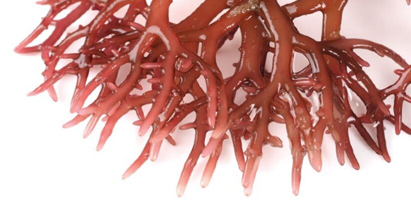 Intestino: tienilo in buona salute