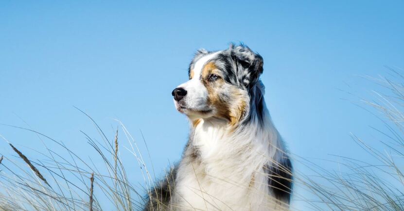 Rimedi omeopatici essenziali per il tuo cane in vacanza