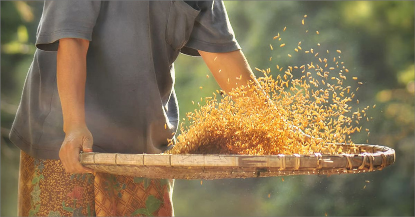 E se potessimo salvarci tornando a coltivare il vero grano?