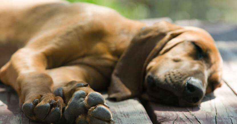 Morte dei nostri amici animali: c'è un'alternativa all'eutanasia