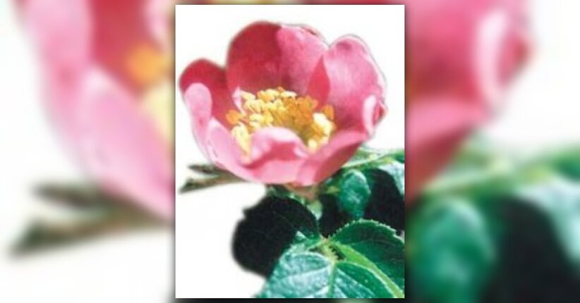 La Rosa Mosqueta e le sue proprietà