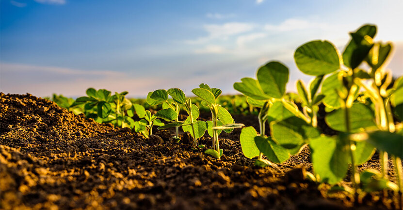 Nutrizione piante: come promuoverne la crescita in modo naturale