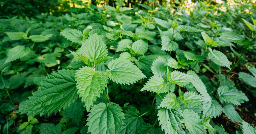 Ortica: la pianta che depura, rinforza e ti aiuta a ritrovare energia (e come usarla)