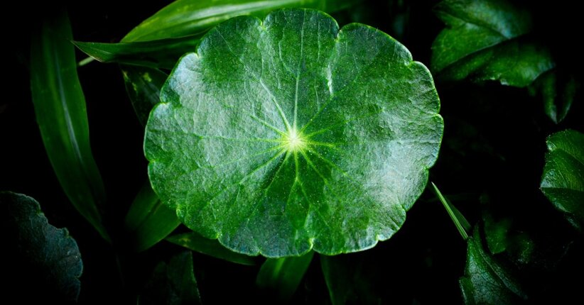 Pelle arrossata, borse, occhiaie o cellulite: ecco perchè usare la Centella asiatica