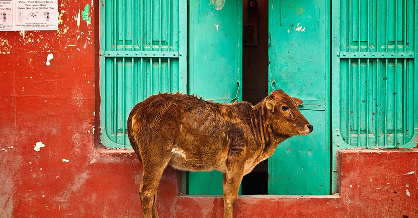 Perché in India le mucche sono sacre?