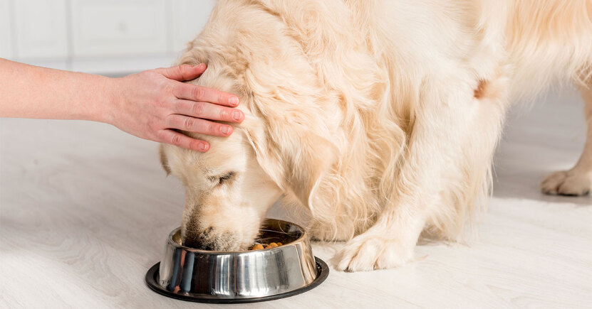Problemi gastrointestinali nel cane