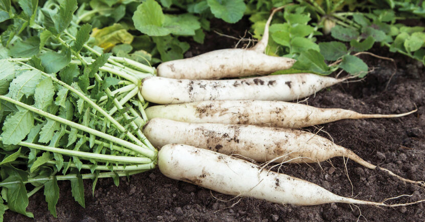 Consigli macrobiotici per cucinare le radici (preziose per la tua salute)