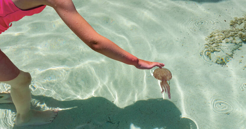 Rispettiamo la fauna in estate