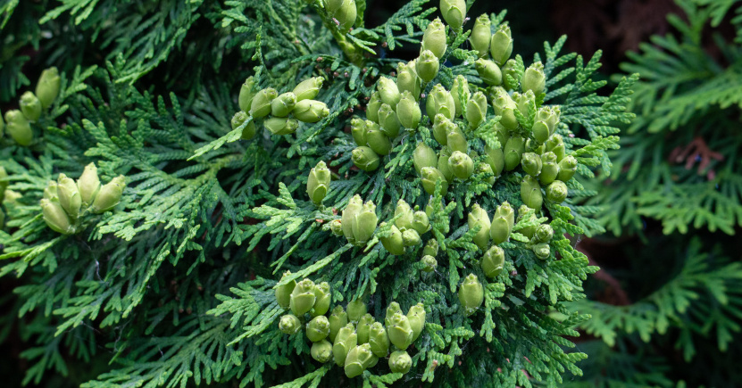 Thuya occidentalis: a cosa serve il rimedio omeopatico