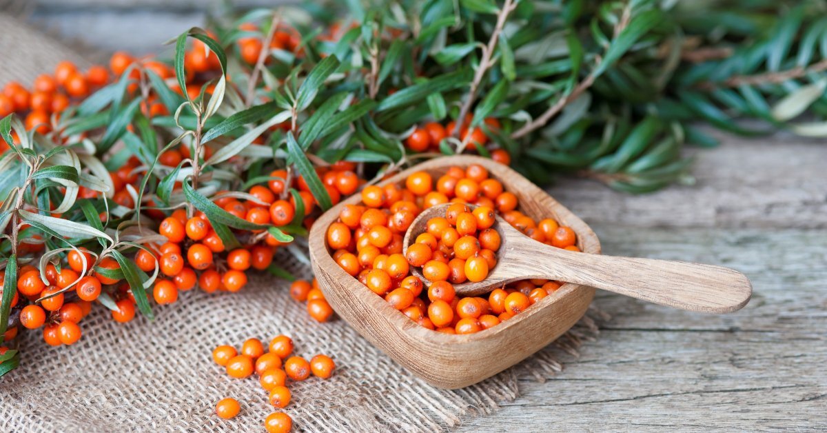 Olivello spinoso: un concentrato di vitamina C