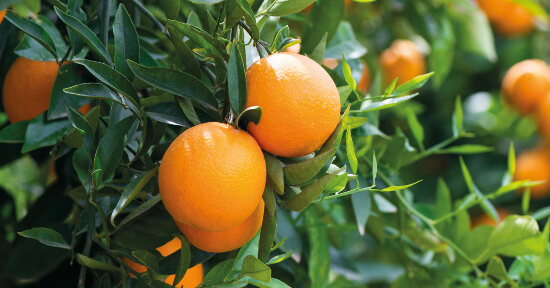 5 mix aromatici per gli stati d’ansia
