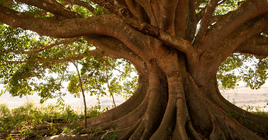 Alberi maestri  di benessere