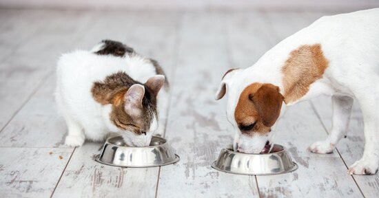 Alimentazione per cani e gatti: cosa scegliere?