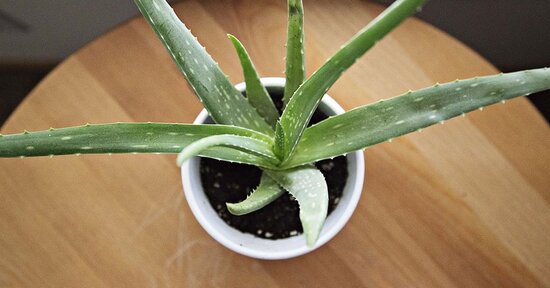 Aloe Arborescens e Aloe Vera qual è la migliore?
