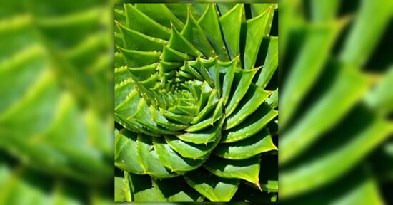 Aloe in estate: quali sono i benefici?