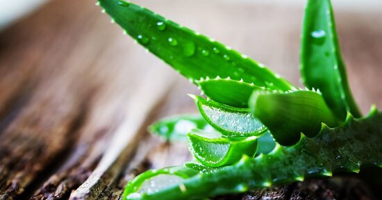 Aloe, l’elisir di lunga vita per il tuo cane e il tuo gatto