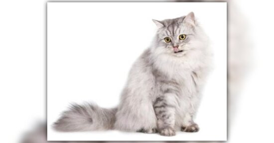 Amico gatto, cos’hai nel piatto?