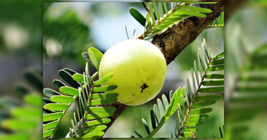 Amla nella cosmesi naturale