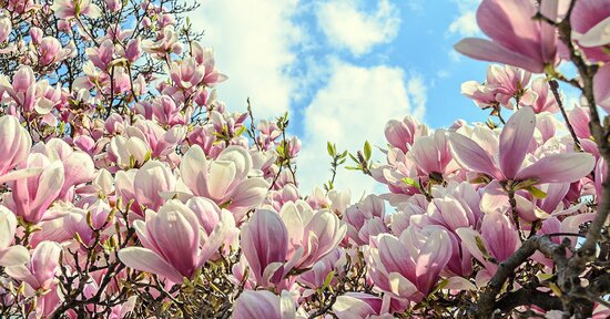 Ansia, gestiamola con la magnolia