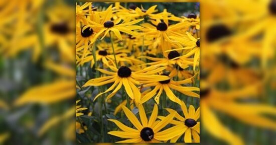 Arnica: il rimedio degli sportivi