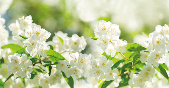 Aromaterapia sicura ed efficace per i disturbi della gravidanza