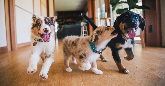 Come far accettare un cucciolo al cane di casa?