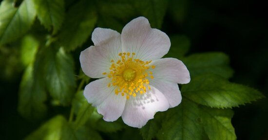 Aspettative deluse? Ecco Wild Rose, fiore di Bach