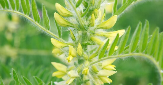 Astragalo: la pianta che rinforza le difese