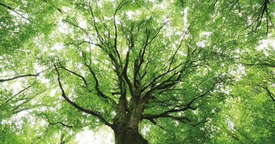 Dubbi, incertezze e paure: fatti aiutare dallo Spirito degli Alberi