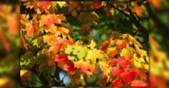 Autunno: ritrova il tuo equilibrio naturale