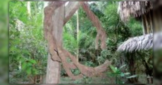 Ayahuasca: la liana degli spiriti
