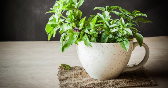 Ayurveda: 10 piante officinali benefiche per la salute