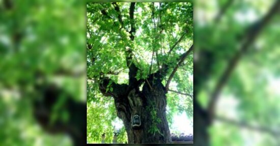 Bacche di Gelso…un frutto dimenticato