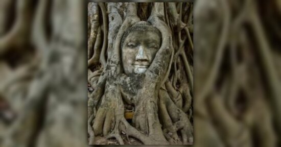 Back to the roots - Ritorniamo alle radici