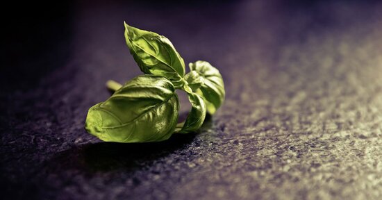 Basilico che passione!