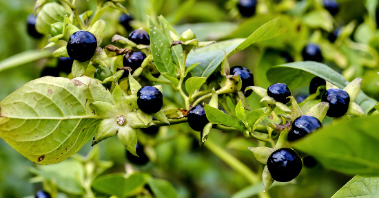 Belladonna: a cosa serve e quando usarla