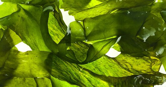 Bendaggi con foglie d'alga