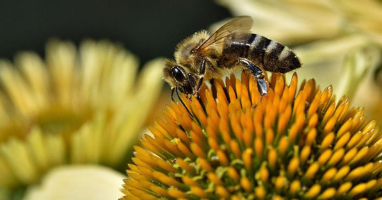 Biodiversità e sostenibilità. La natura chiama.