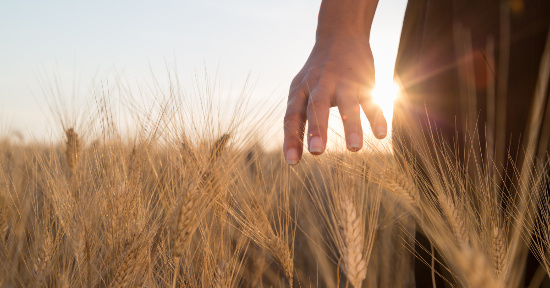 Meno glutine, più digeribilità, più sapore: lo speciale grano antico che cresce sulle colline romagnole