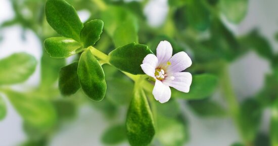 Brahmi per la mente e i capelli