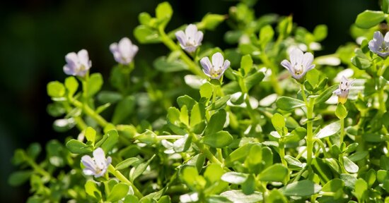 Brahmi: proprietà e benefici