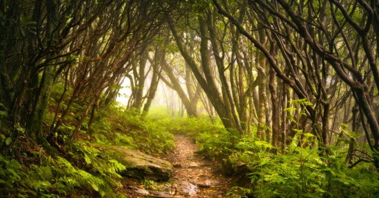 Brucia, foresta, brucia