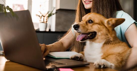 Cane sul posto di lavoro: pro e contro