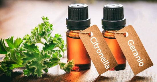 Citronella e Geranio: Non solo repellenti per gli insetti