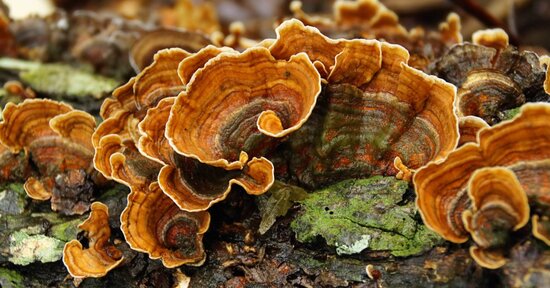 Colesterolo, glicemia, pressione e sessualità: migliorali con i funghi medicinali