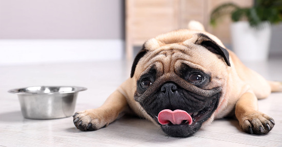 Colpo di calore nel cane: sintomi, gestione e razze più a rischio