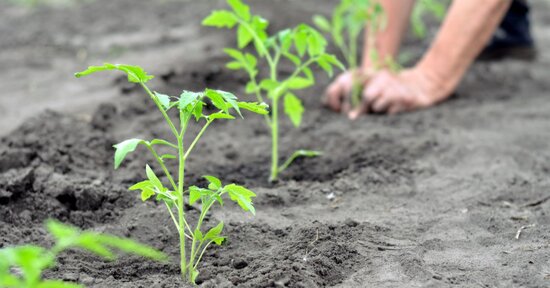 Coltivare un orto (bio)diverso dal solito
